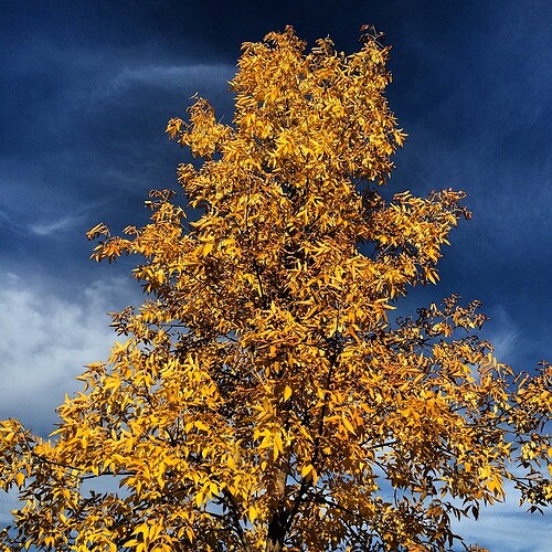 Someone should tell this tree that it’s 28 degrees out. Summer isn’t over yet!