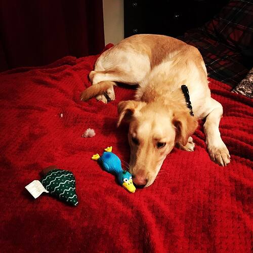 Earl’s mission is to remove all squeakers from dog toys.