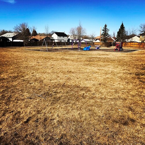 No more snow, but this grass isn’t green yet …