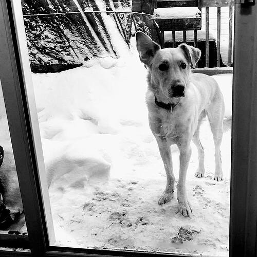 Let me in. Itâ€™s too cold out here.
