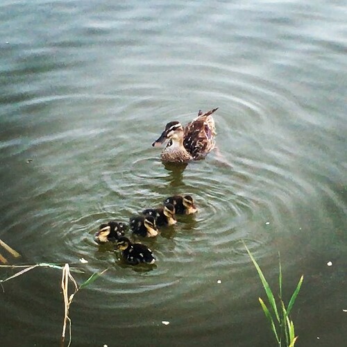 Feeding the baby ducks