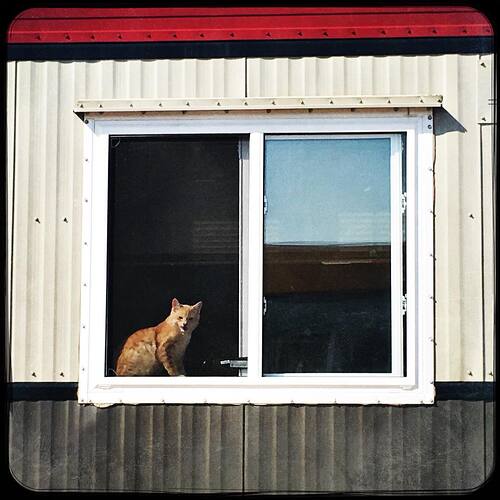 Cat sitting in the window.