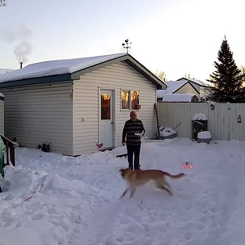 Earl the dog versus my drone.