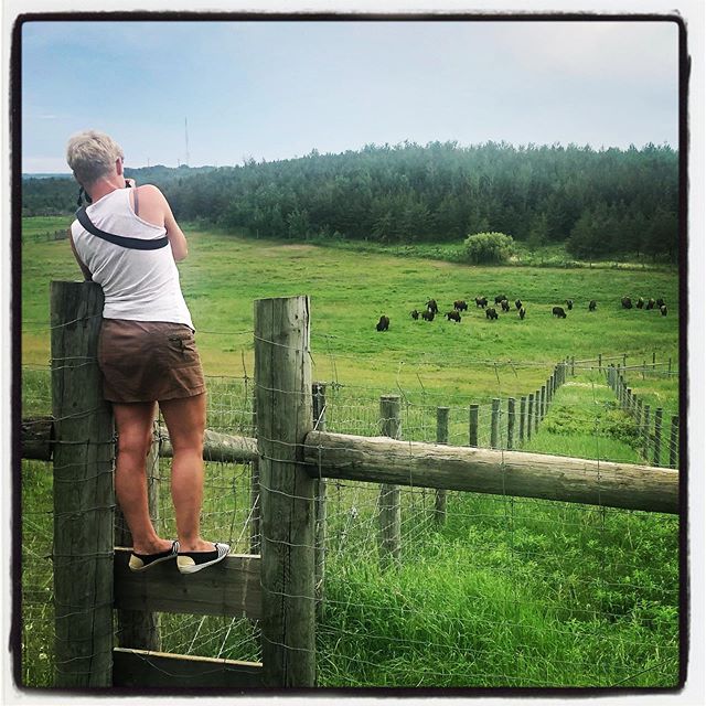 Pam photographing bison.